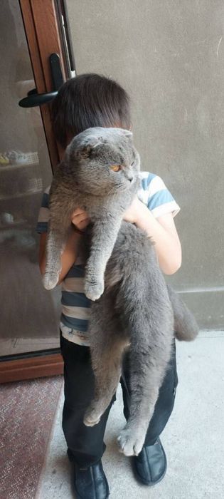 Vyzka uchun soglom mushuk