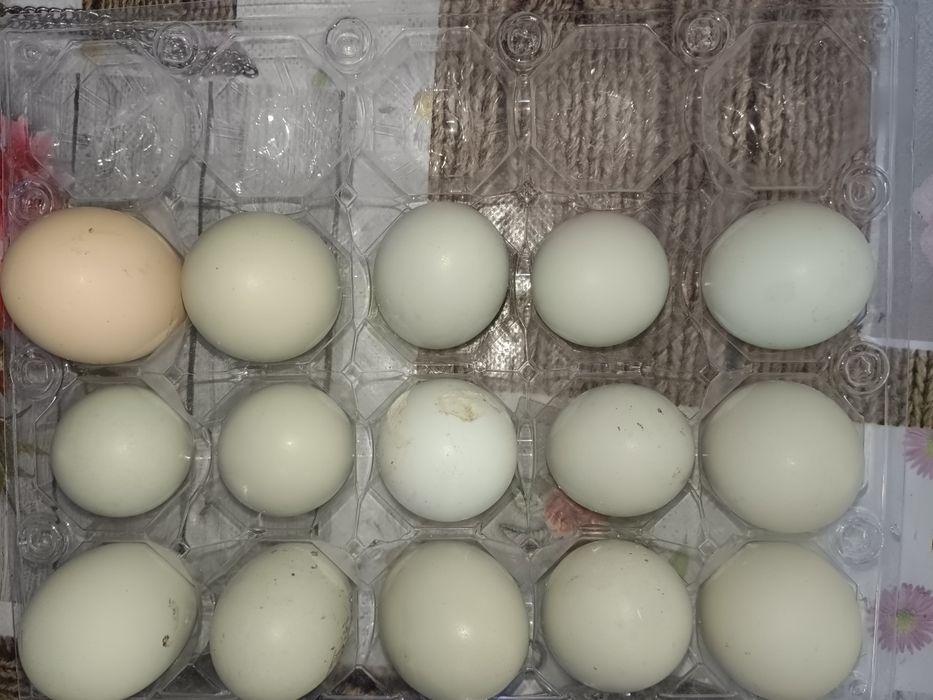 Домашние яйца продаются.
Уй тухуми сотилади.