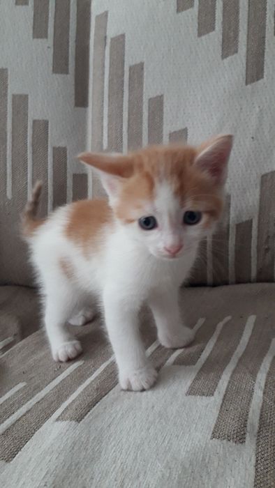 Дарю мальчика котёнка