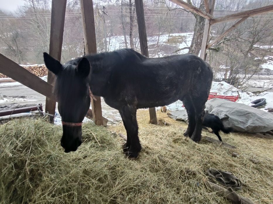 Vând cal foarte cuminte