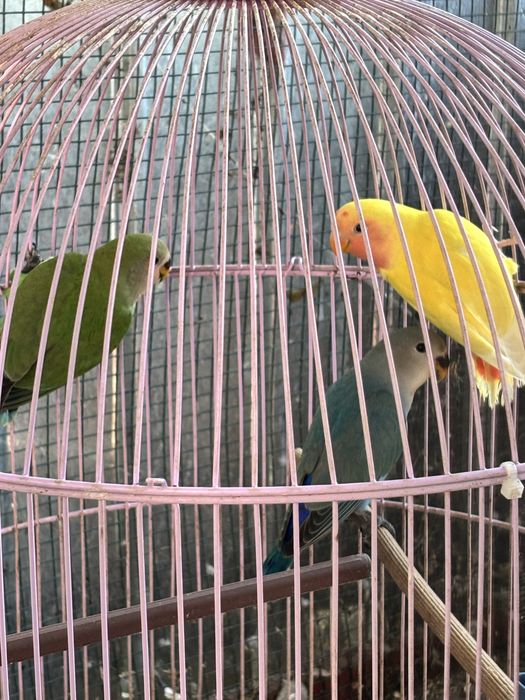 Vând pui agapornis