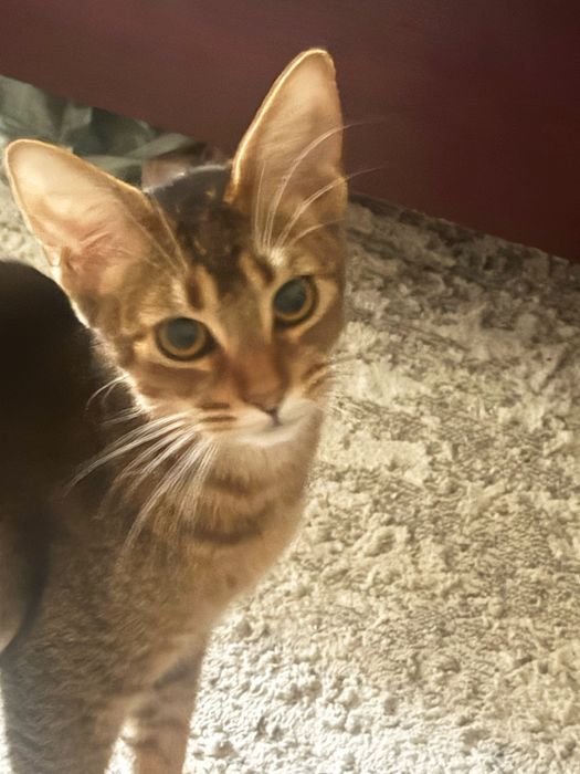 Abessinian mushukchalar