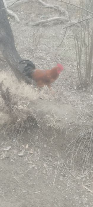 Ху́роз  брама зотли