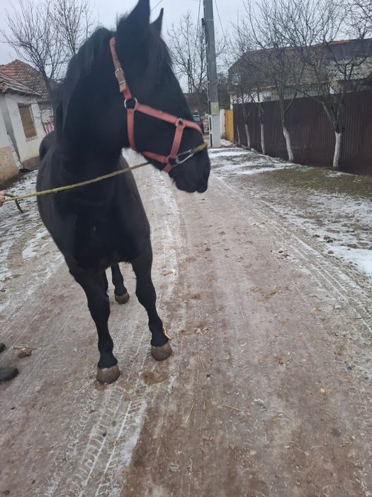 Vând o mânză frumoasa