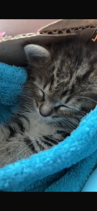 Шотландка котенок 1,5 месяца.