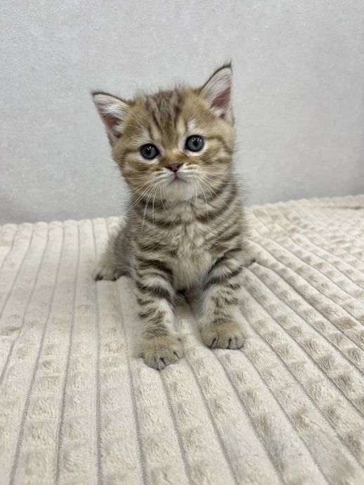 Британские котята