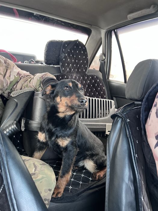 Продам ягдтерьера 5 месяцев