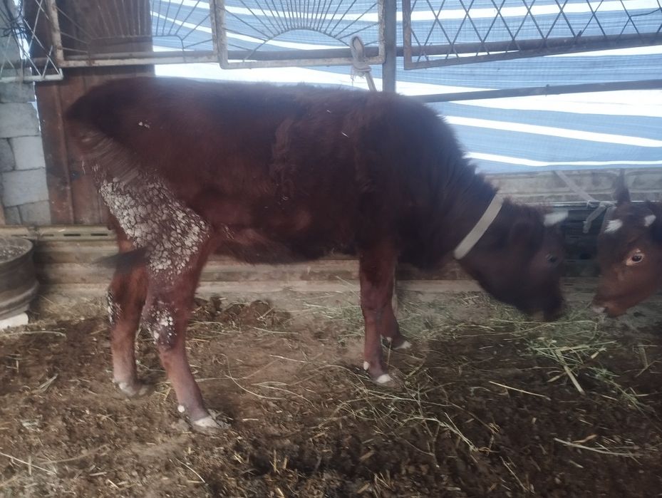 Buguz mollar soriladi