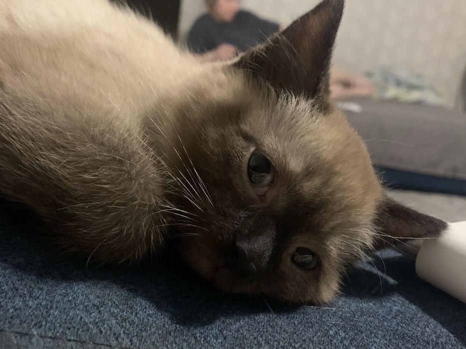 Котенок бесплатно