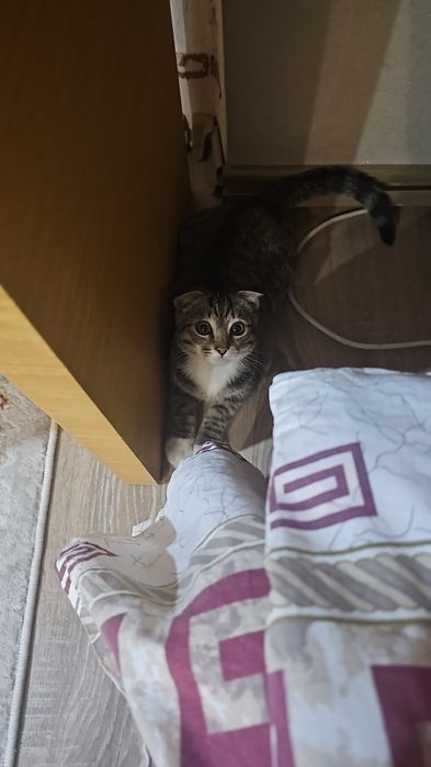 Продаю котенка срочно