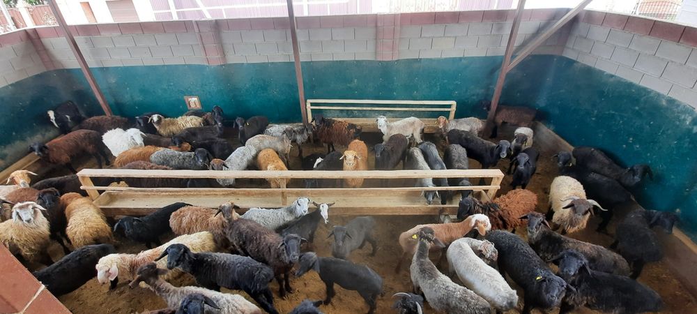 май семиз кой токты тусак кошкар