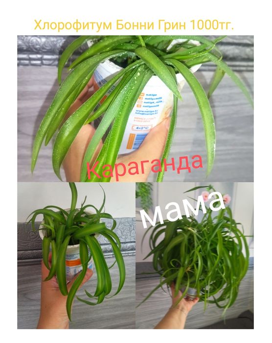 Комнатные растения