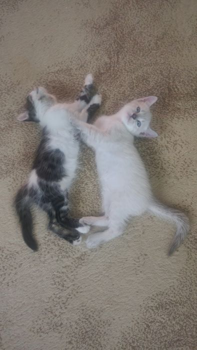 Отдаем котят в добрые руки