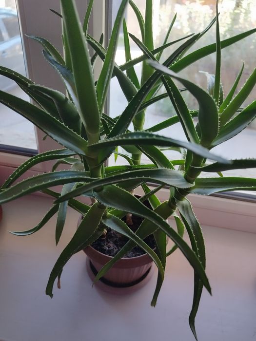 Продам алое вера