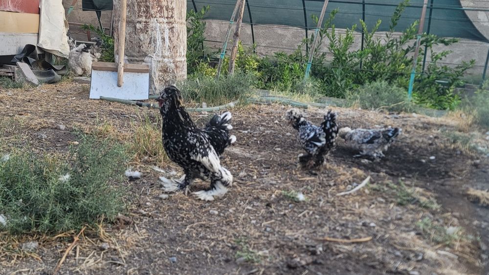 Гигант брама  хурозлар сотилади