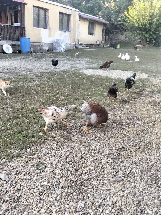 Pui de casă de vanzare