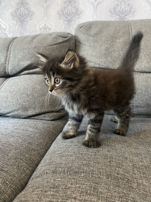 Котята помесь с мейн куном