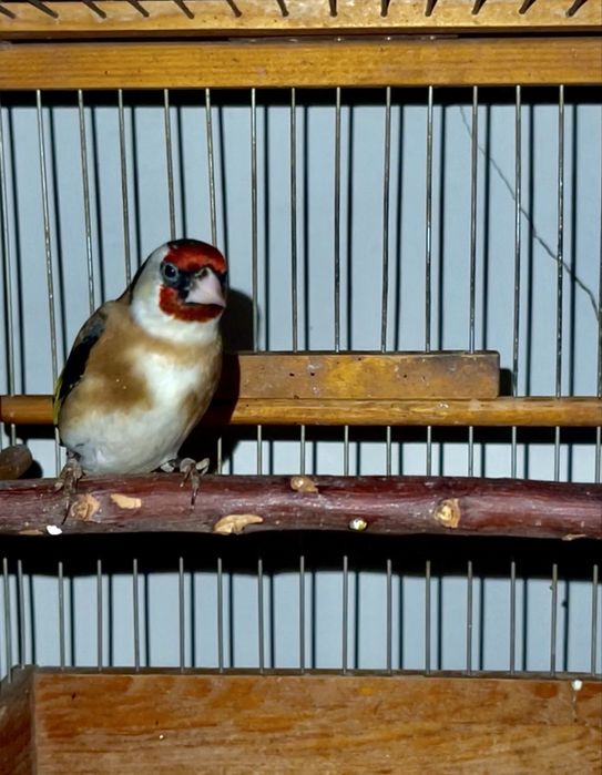 Kokil sotiladi saratov