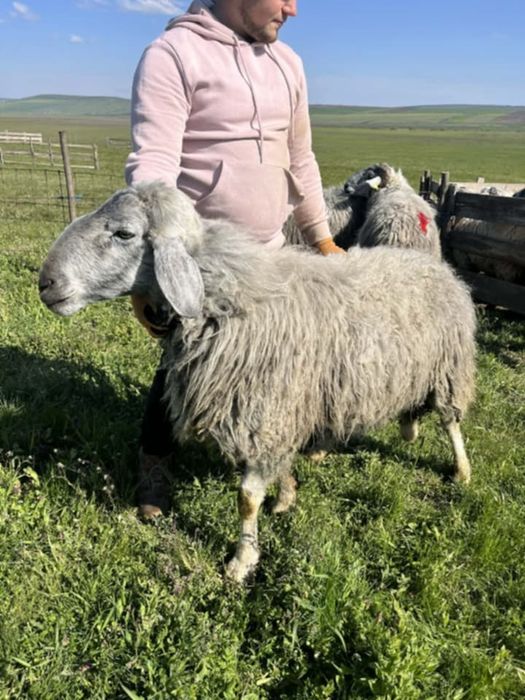 Berbeci karakul și carabaș