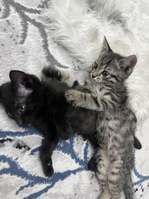 Котята отдам в добрые руки