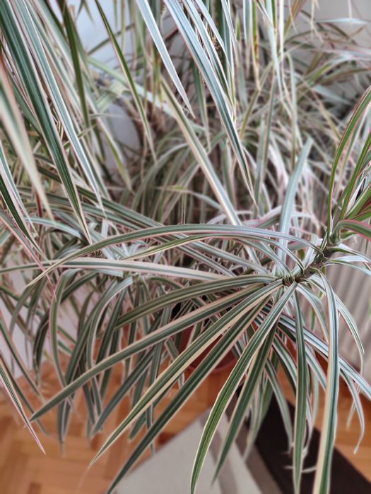 Vand planta exotica Dracena