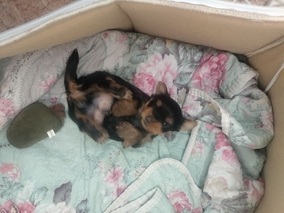 Йоркширский терьер мини мини