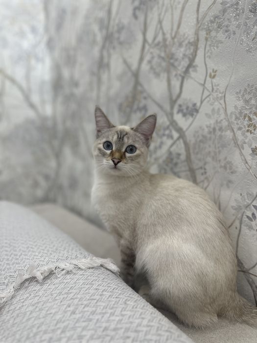 Отдам тайскую котенка-девочку