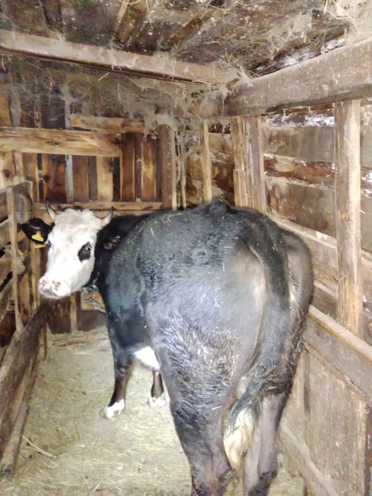 Продажа молочных телок