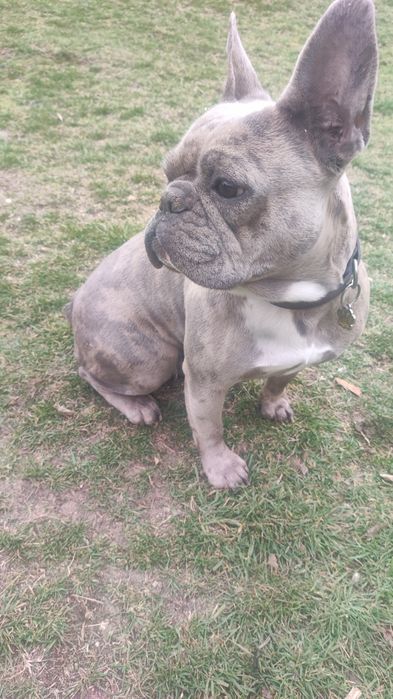 Френски булдог ..