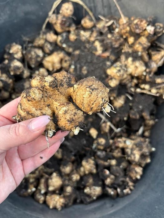 +4 Kg Rizomi  Napi ( Soi Toscana ) Italia