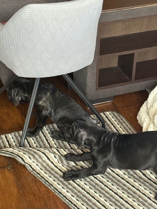 Кане Корсо / Cane Corso