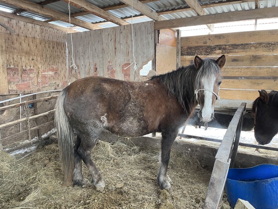 бие сатылады күйі жаксы