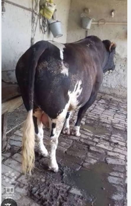 Qoy mol soyish xzmati