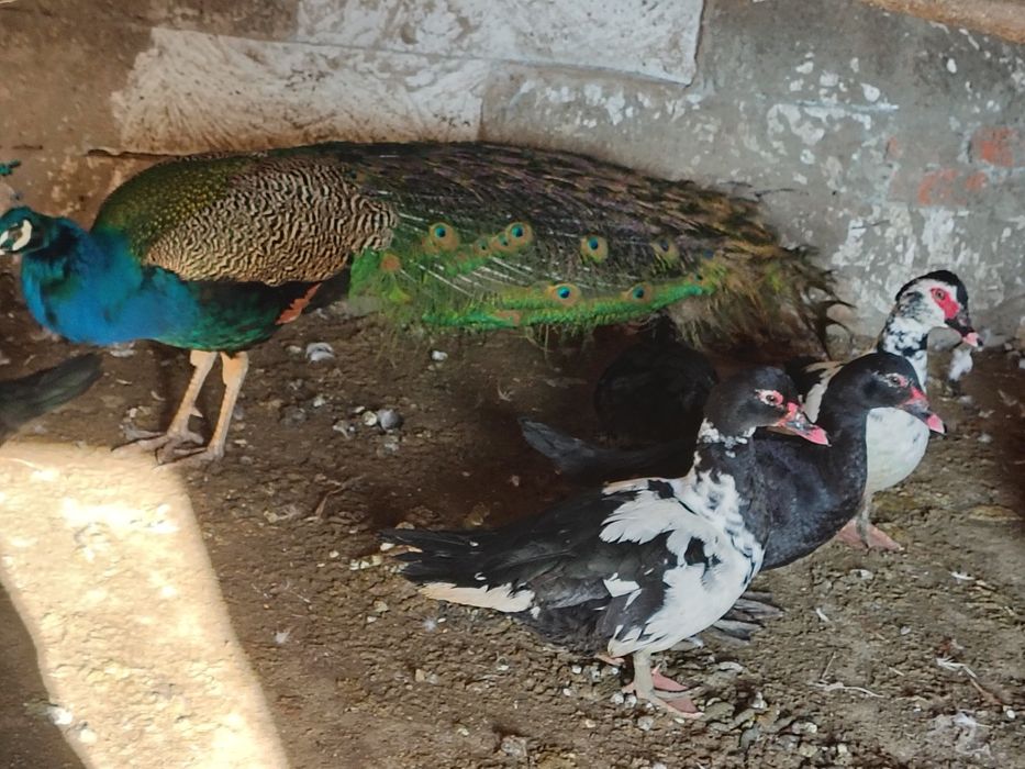 Vând tot ce se vede