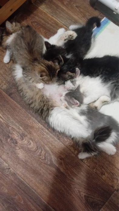 Отдам котят в хорошие руки