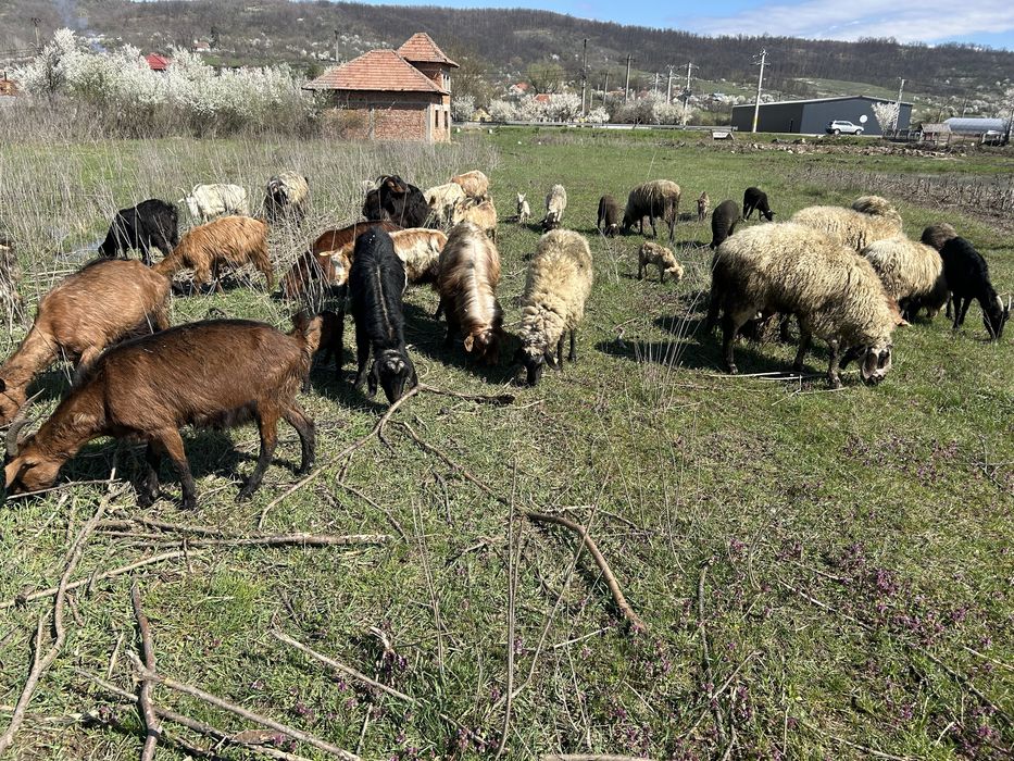 Vand 16 capre si 5 oi