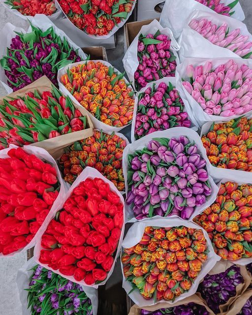 Свежие тюльпаны оптом к 8 марта