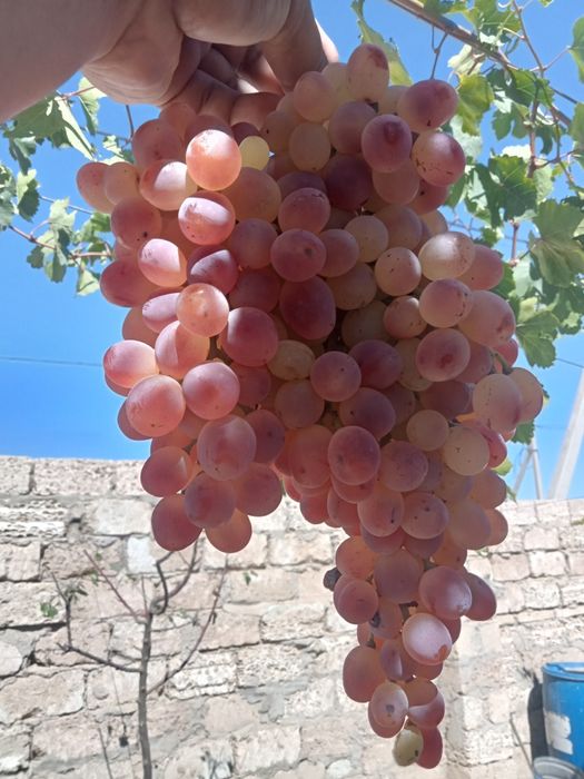 Жүзім шыбықтары сатылады