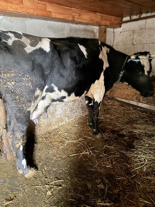 Vaca gestanta cu lapte