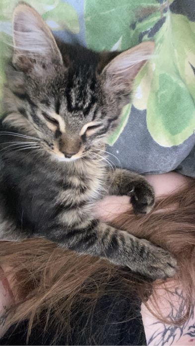 Добрыее руки для кошечк.