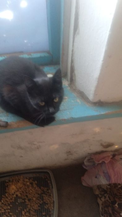 Котята бесплатно