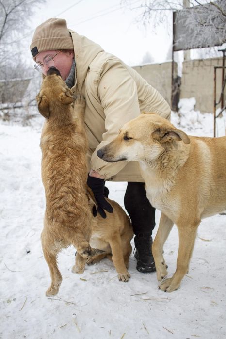Щенки  ждут добрые руки