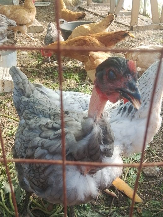 Продам курочек голошейки