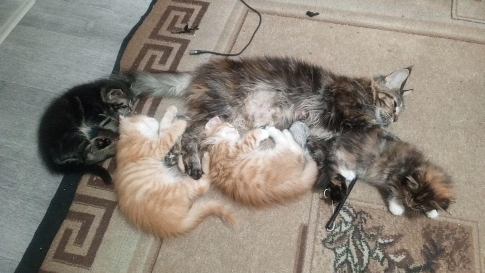 отдам котят в добрые руки