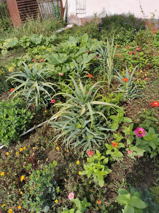 De vânzare plante Aloe Vera