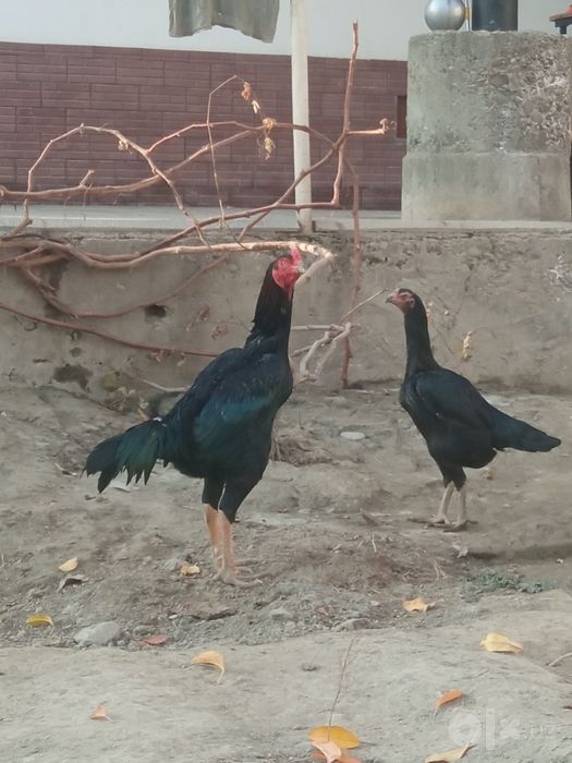 Holati yaxshi kafolat uydan olib ketguncha