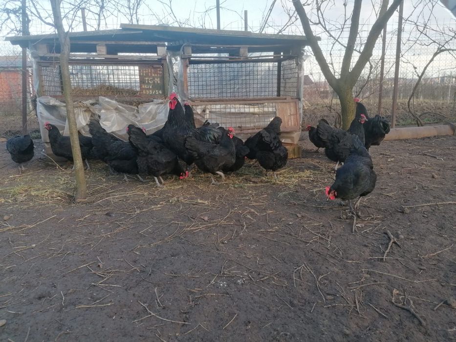Vand oua pentru incubat