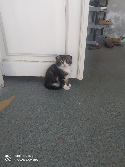 Котята сккотиш фолд
