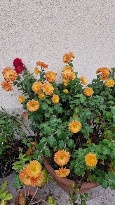 Vând tufanele, crizanteme