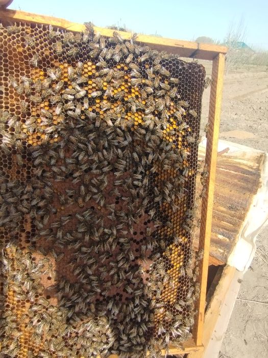 Asal ari oilasi sotiladi